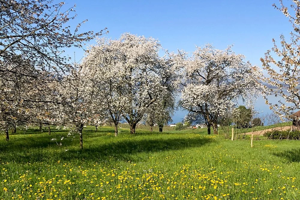 Kirschblüten an Bäumen