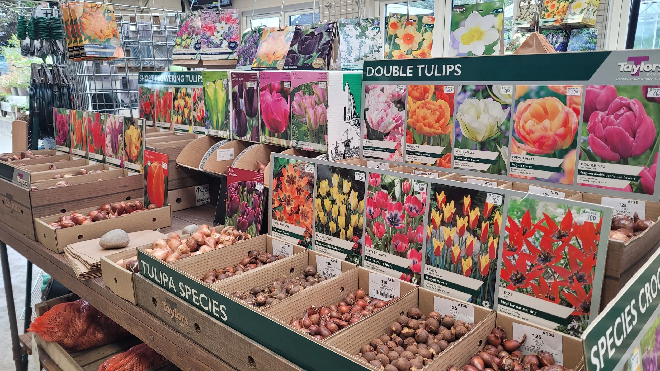 Autumn Bulbs