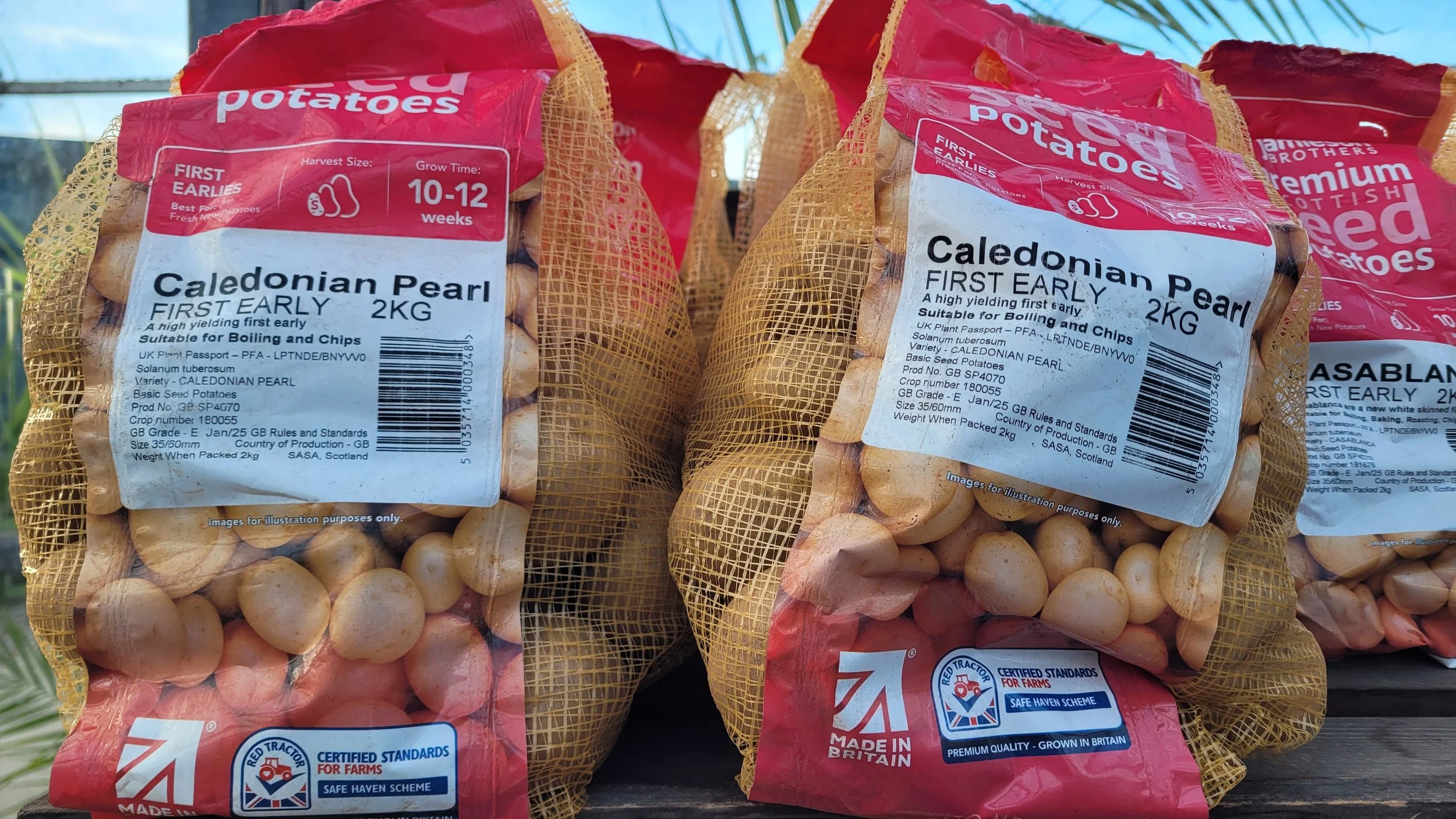 Seed Potatoes