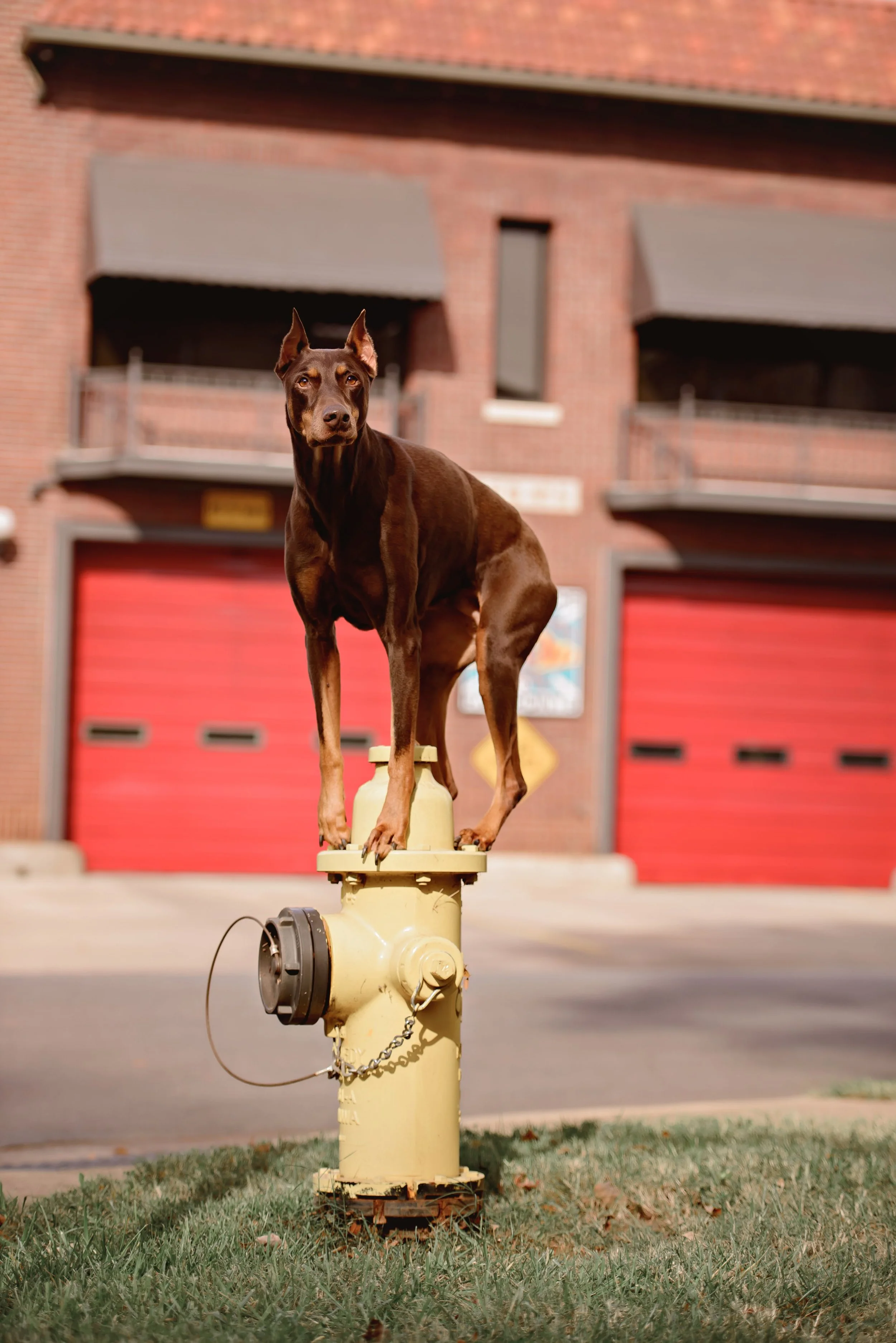 dog-fire-hydrant.jpg