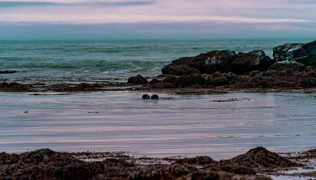 iceland seal.jpg