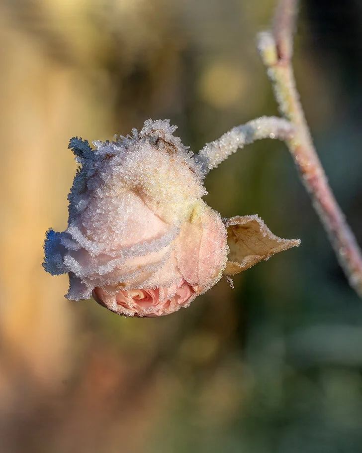 Frost rose.jpg
