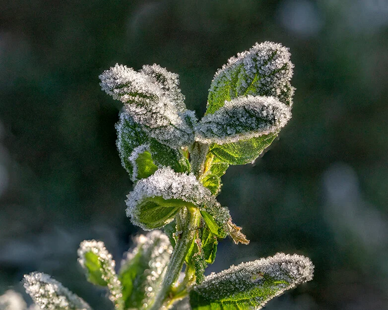 Frost leaf.jpg