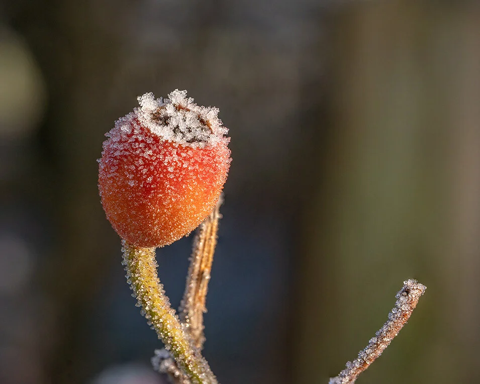 Frost berry.jpg