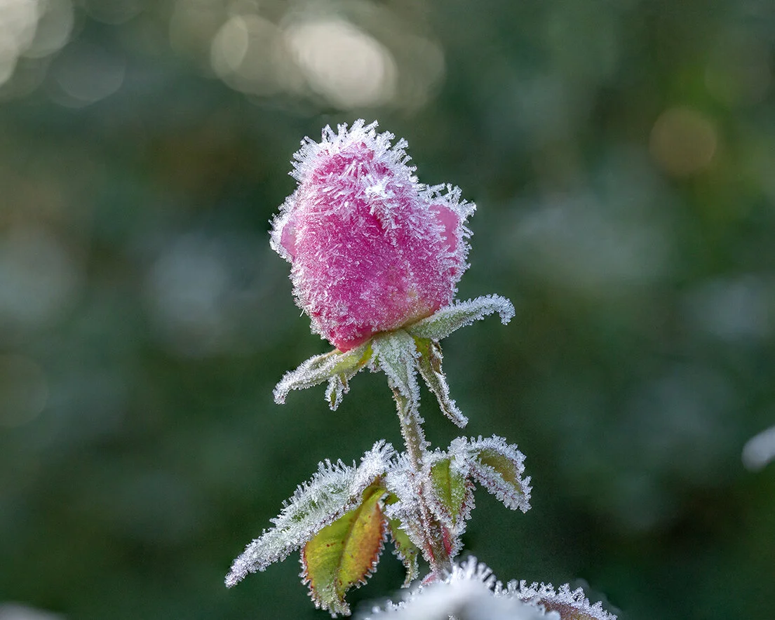 Second Frost pink rose-1.jpg