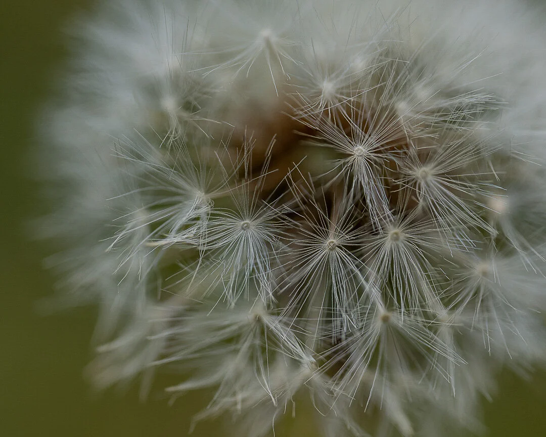 macro dandelion-1.jpg
