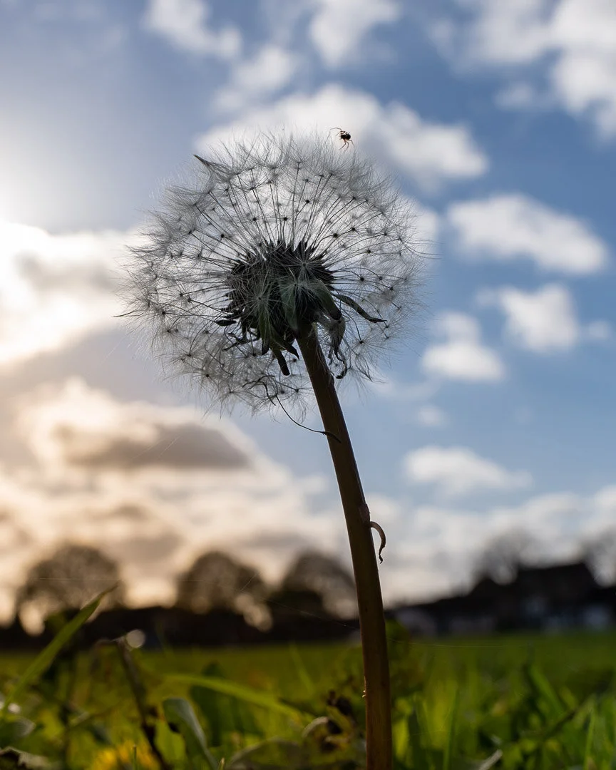 Dandelion spider-1.jpg