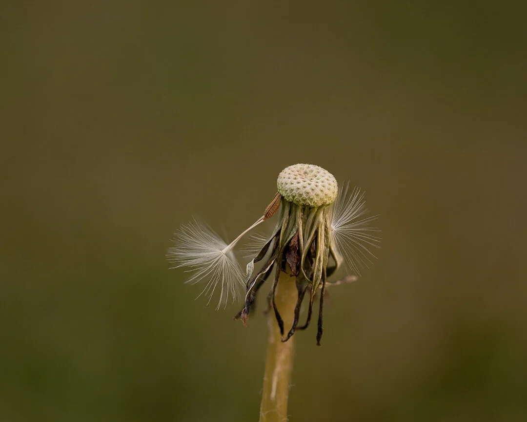 macro dandelion-2.jpg
