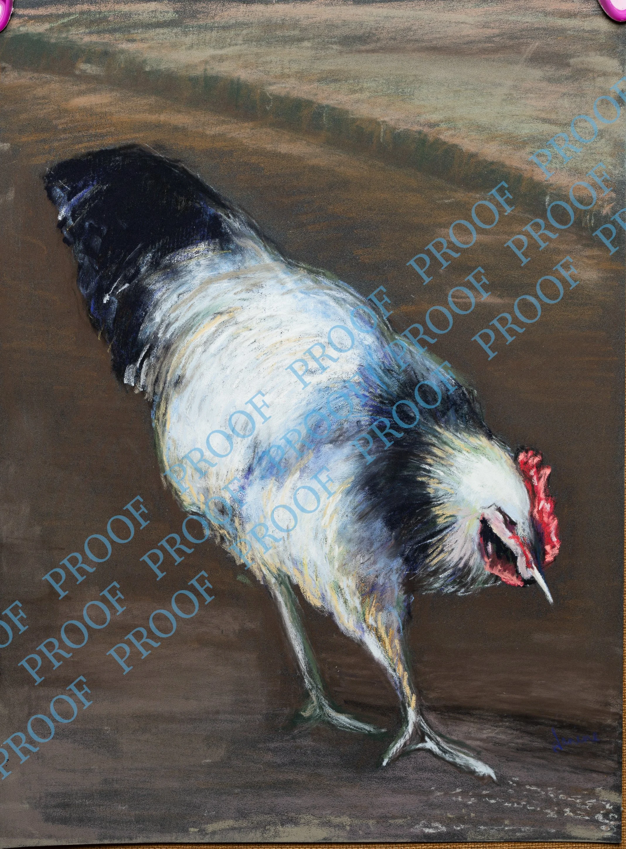 A Cockerel named Hoorst