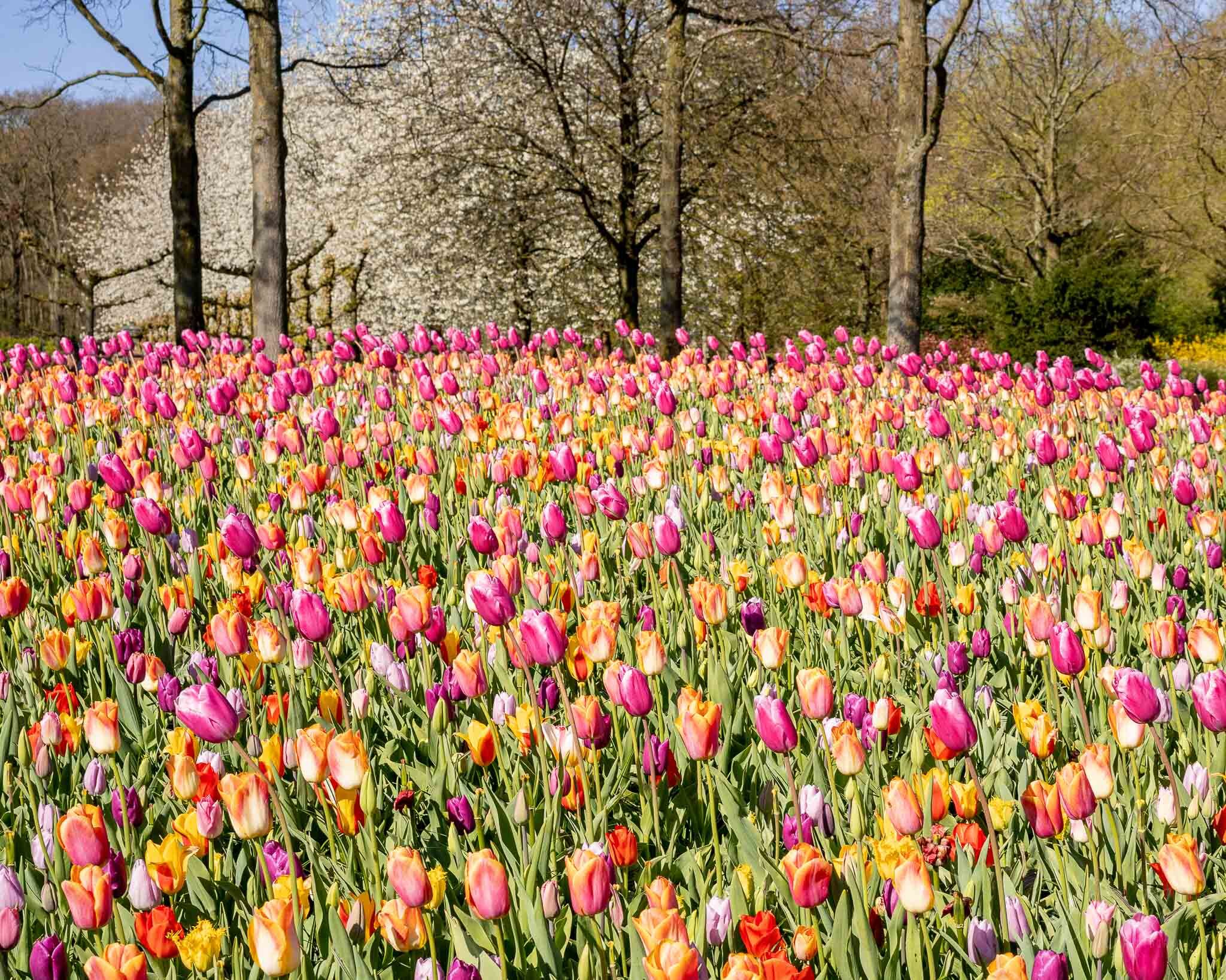 Holland-21.jpg