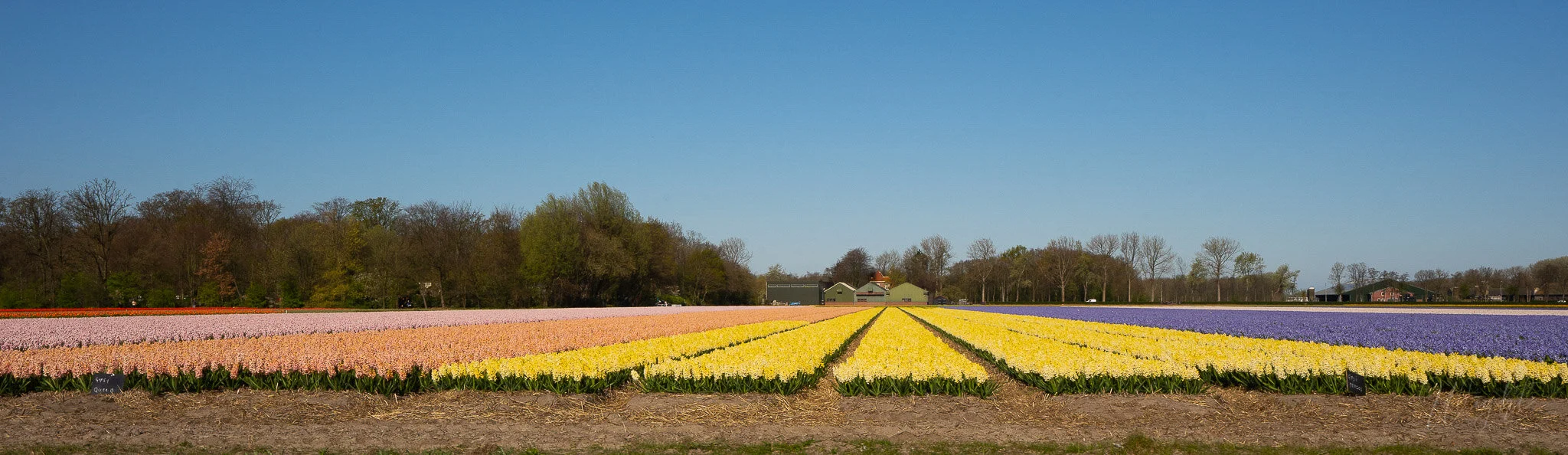 Holland-14.jpg