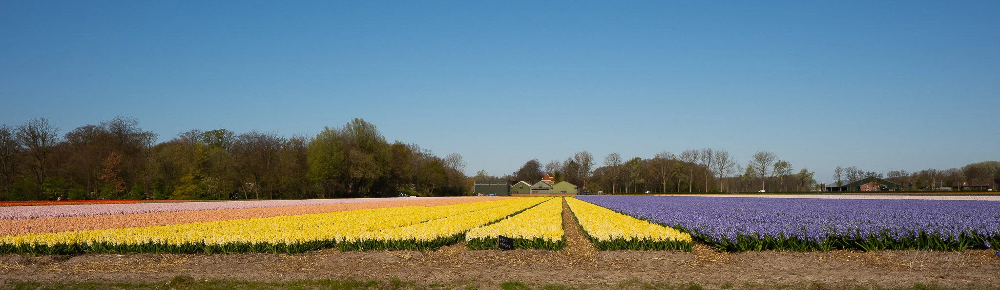 Holland-13.jpg