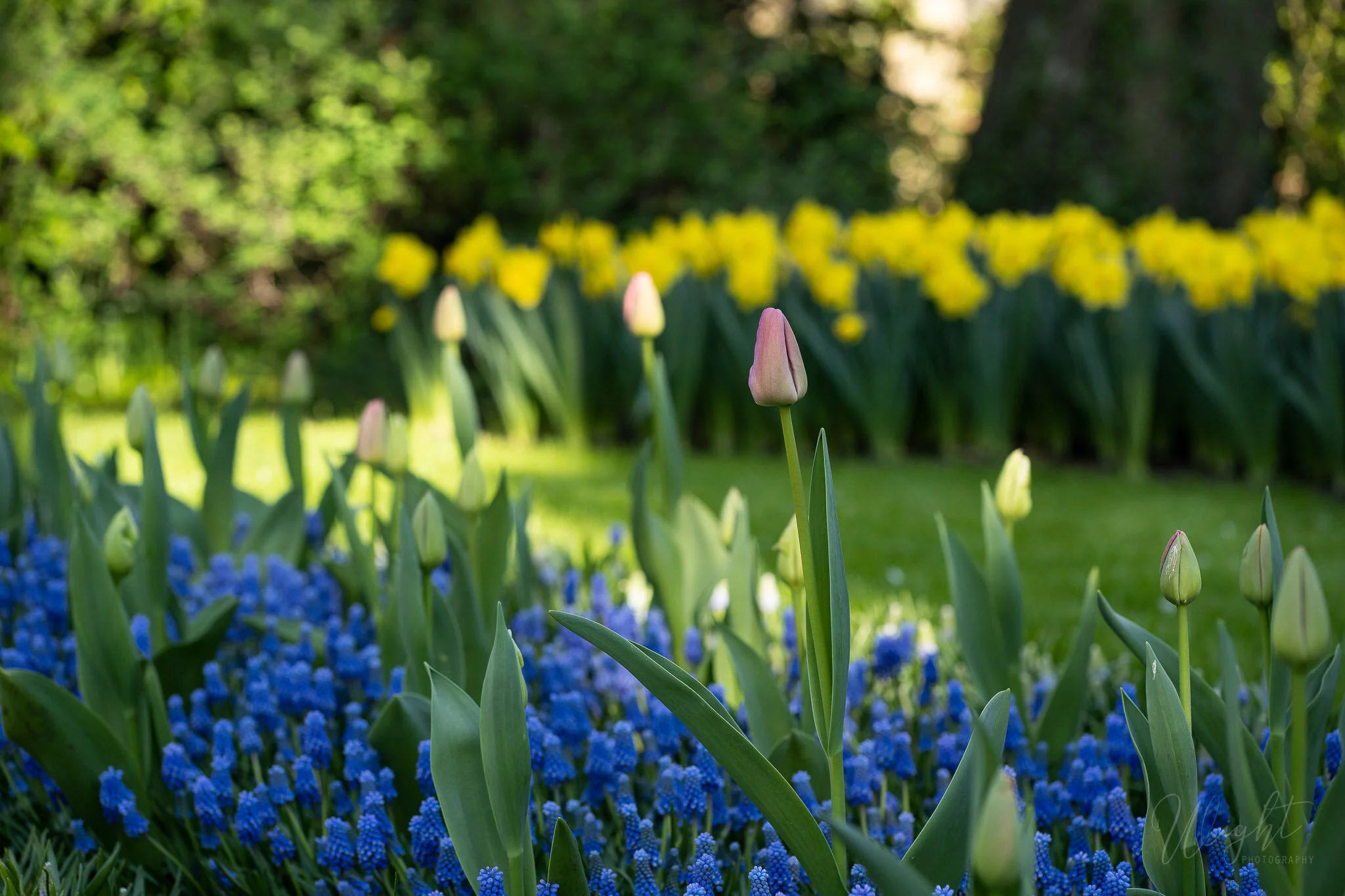 Holland-10.jpg