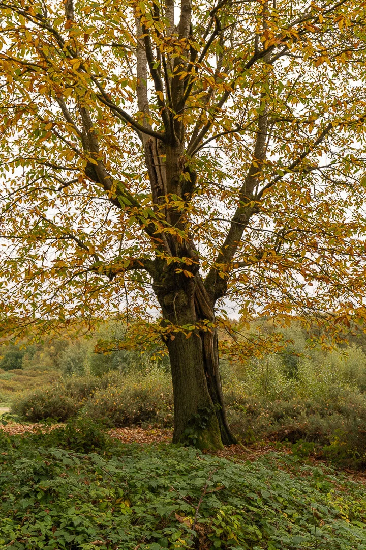 Sutton Park tree-1.jpg