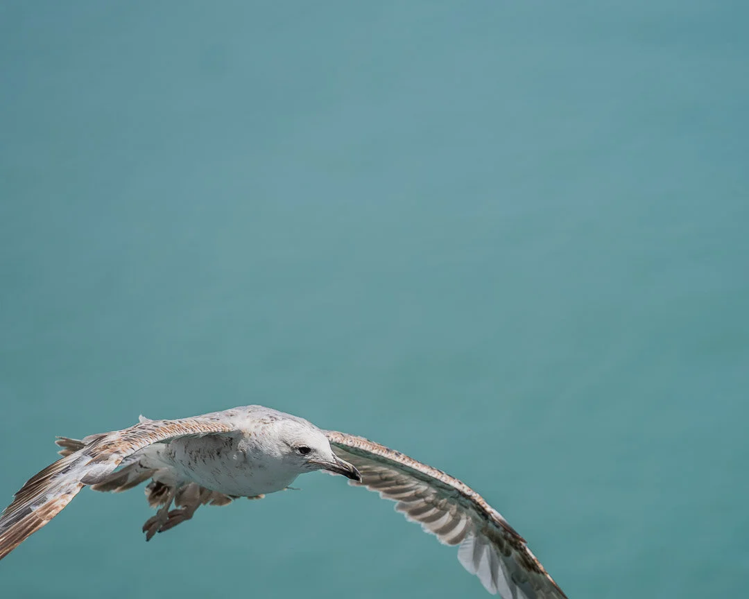 seagulls-17.jpg