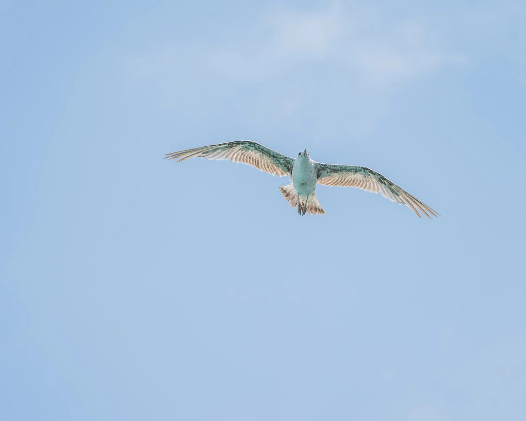 seagulls-14.jpg
