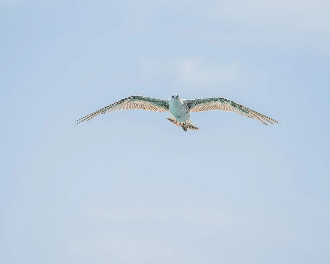 seagulls-13.jpg