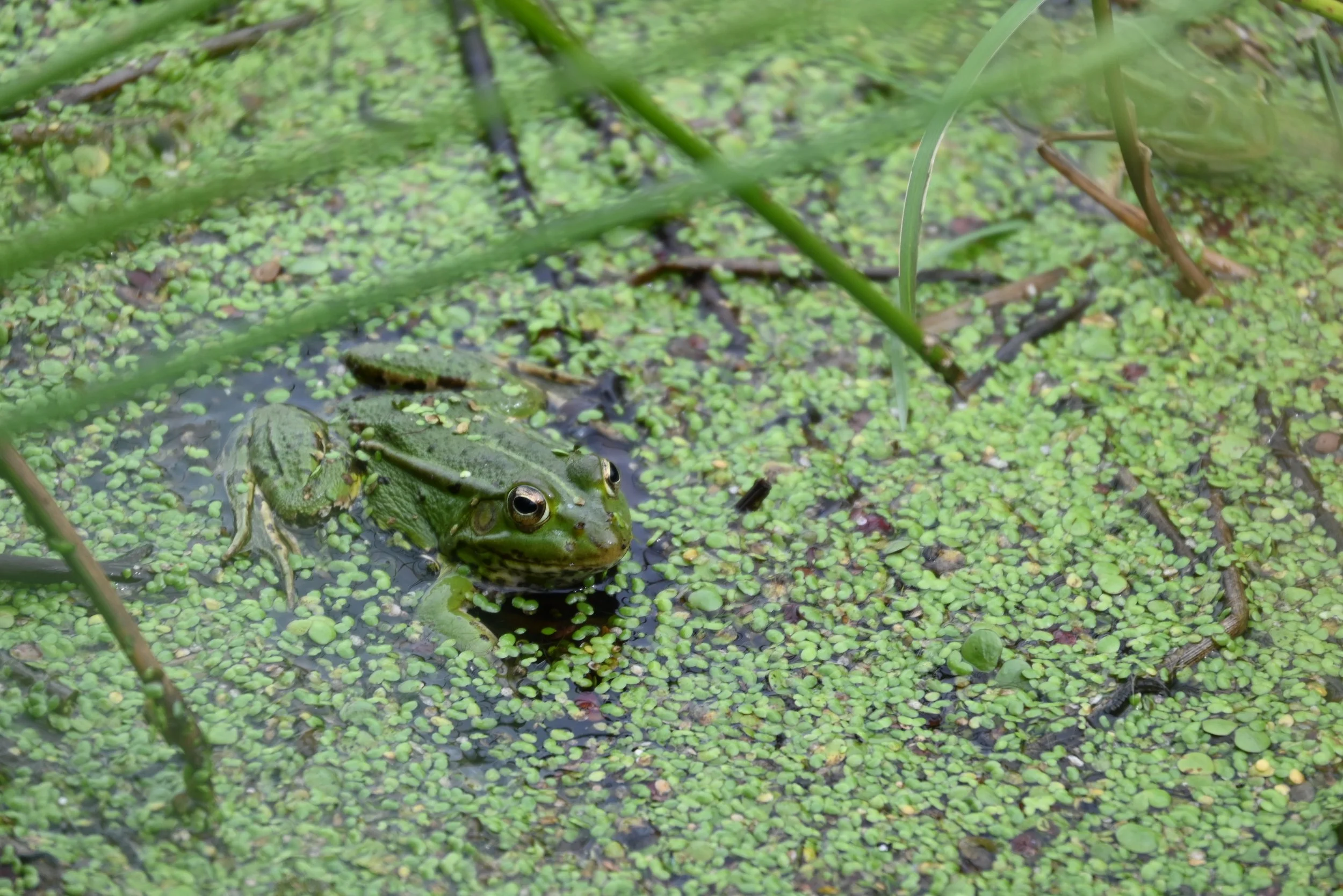 Zavarovana območja Prlekije