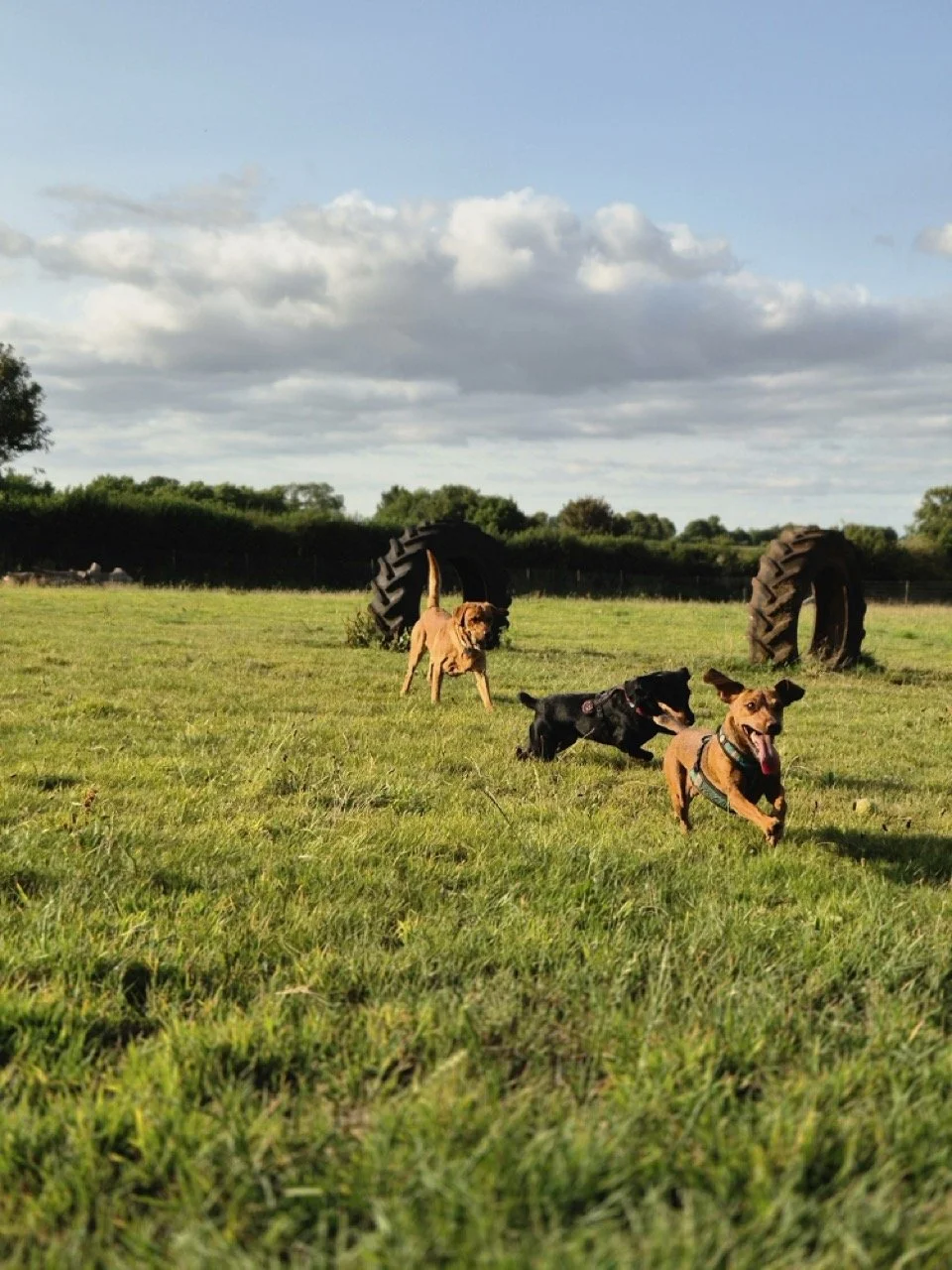 20250726_183019(2) Large.jpeg