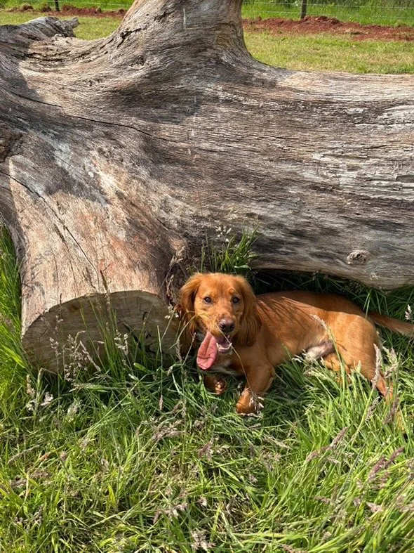 4DC1EE6A-4D46-4B02-BE5F-51277450F859 Large.jpeg