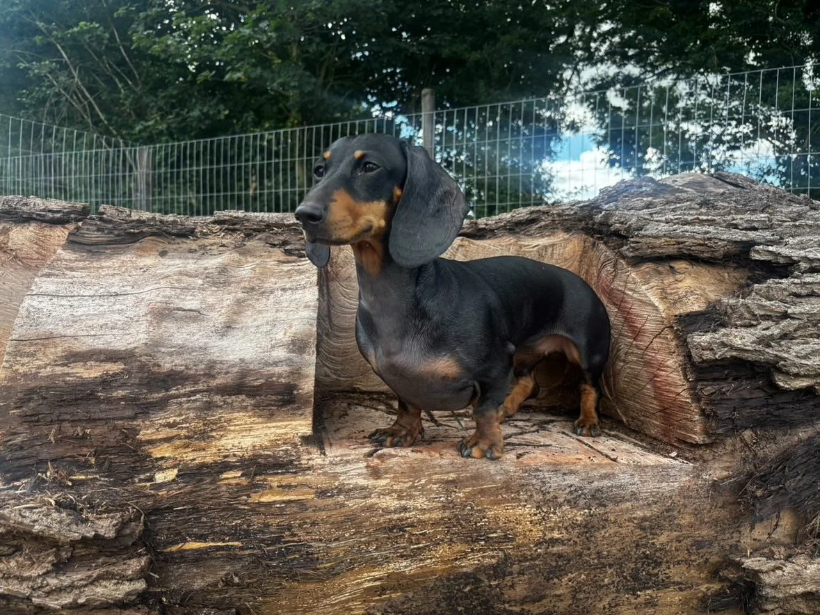 748AAA72-8132-4E86-A826-E479B122DE11 Large.jpeg