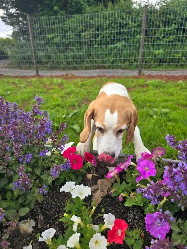 3DEEA367-6104-4218-9023-867B09201661 Large.jpeg