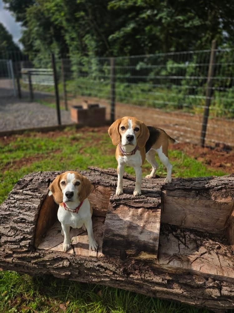 17D608AC-6218-42C1-9272-1A314548B322 Large.jpeg