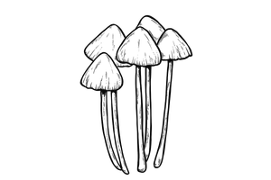 Psilocybin