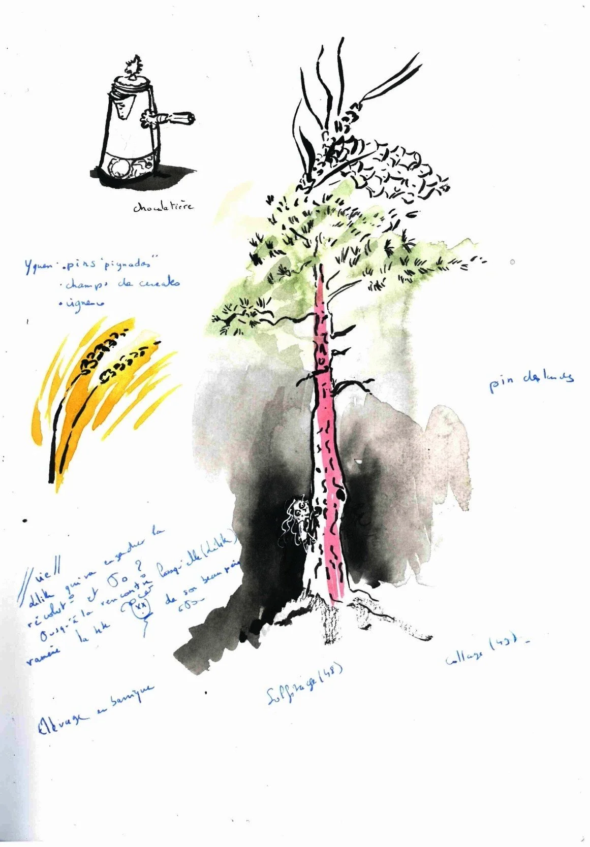 Creative research for Yquem vineyard