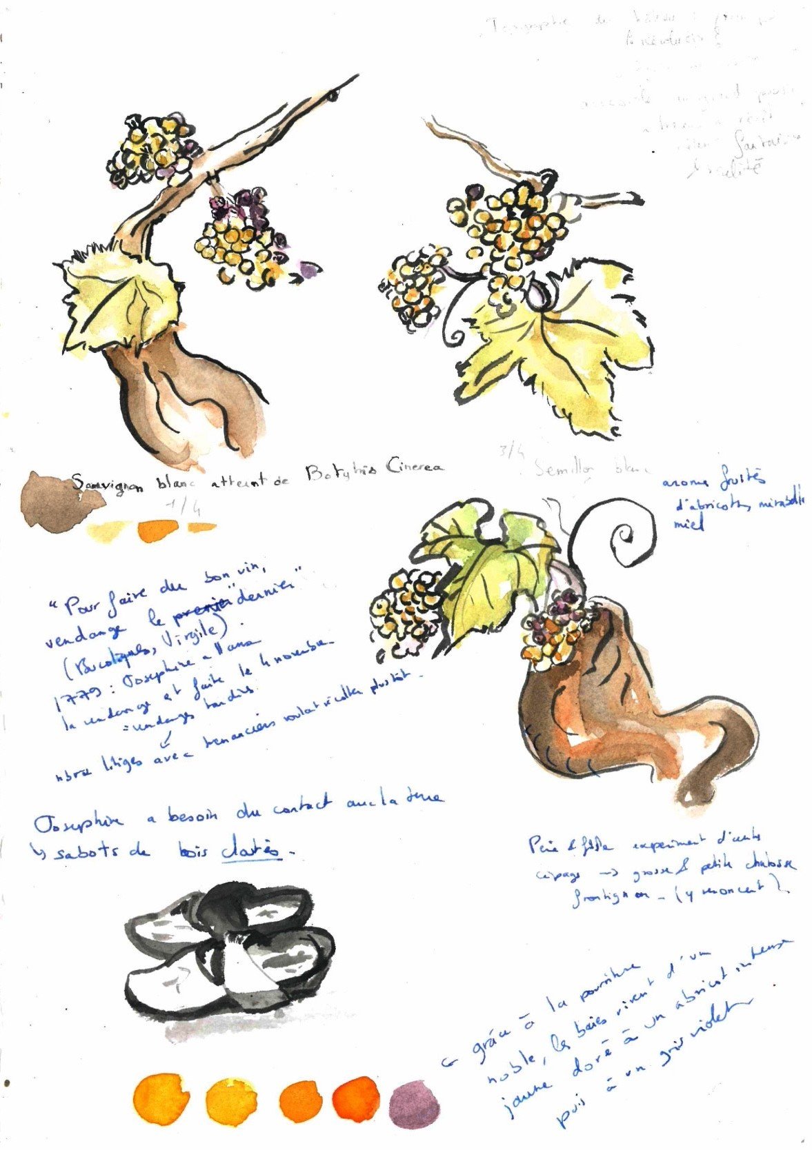 Study of le Château d'Yquem