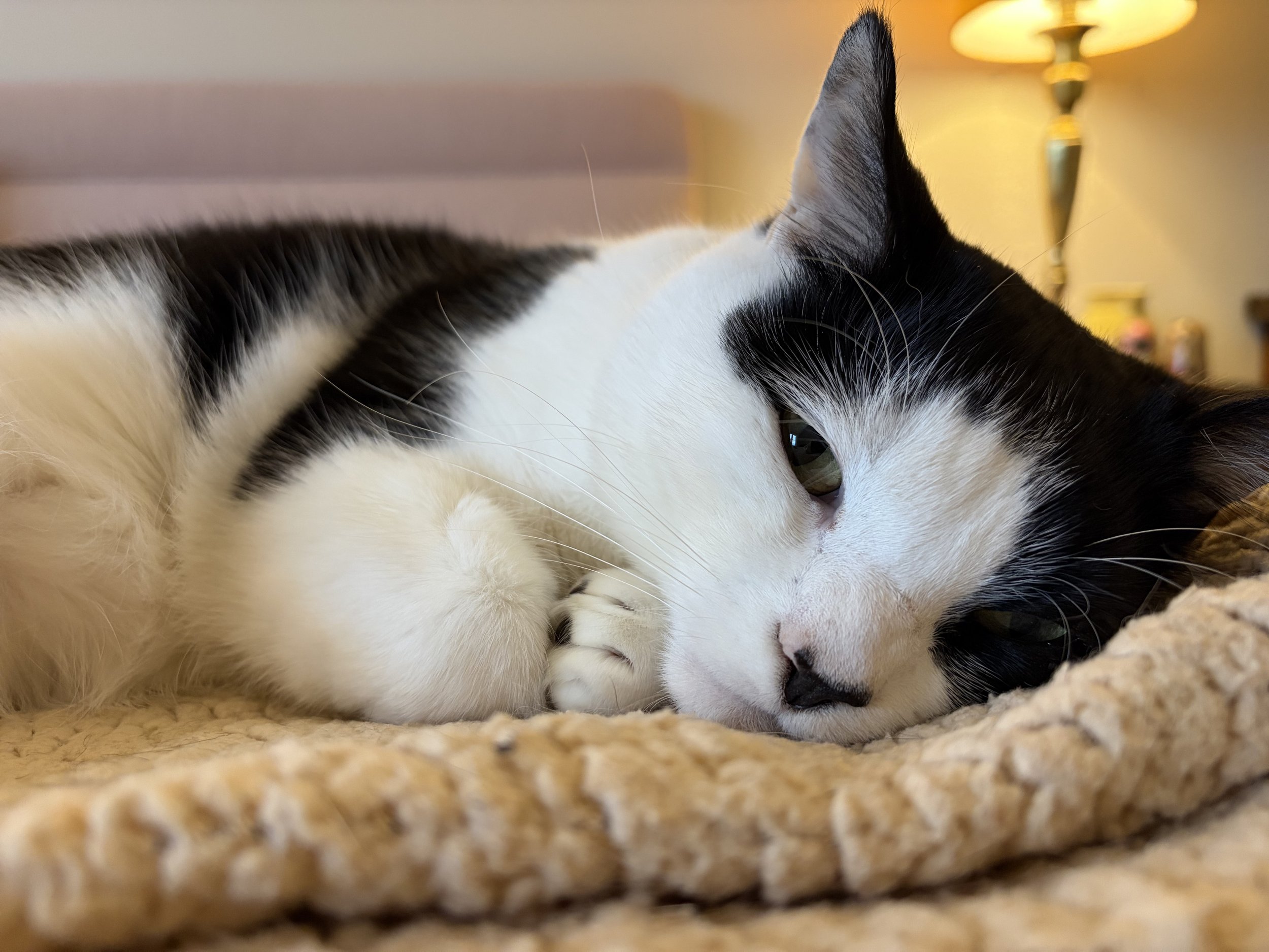 A black and white cat relaxing on a fleecy blanket with a lamp in the background.