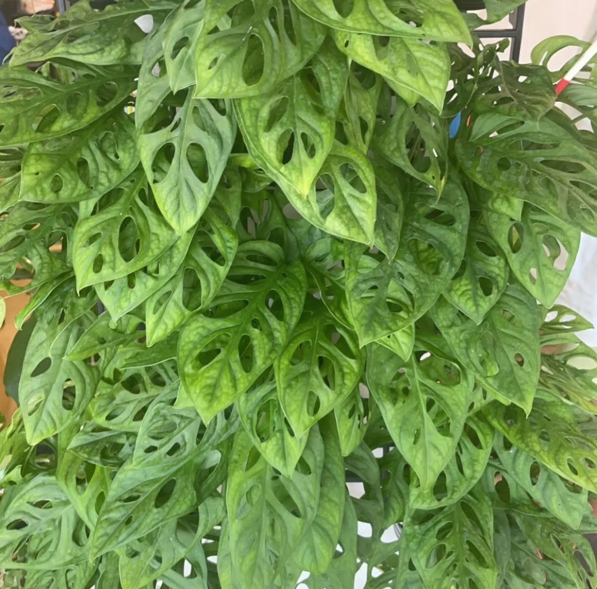 Close-up of lush green Monstera plant leaves with characteristic holes and splits.
