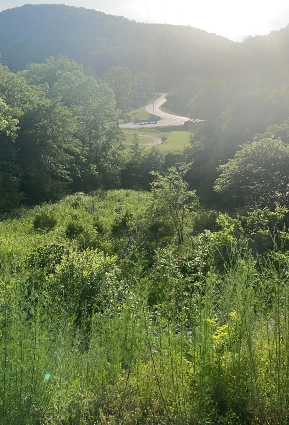 Sunlit view over a lush green hillside with trees, open grassy areas, and a winding road in the distance.
