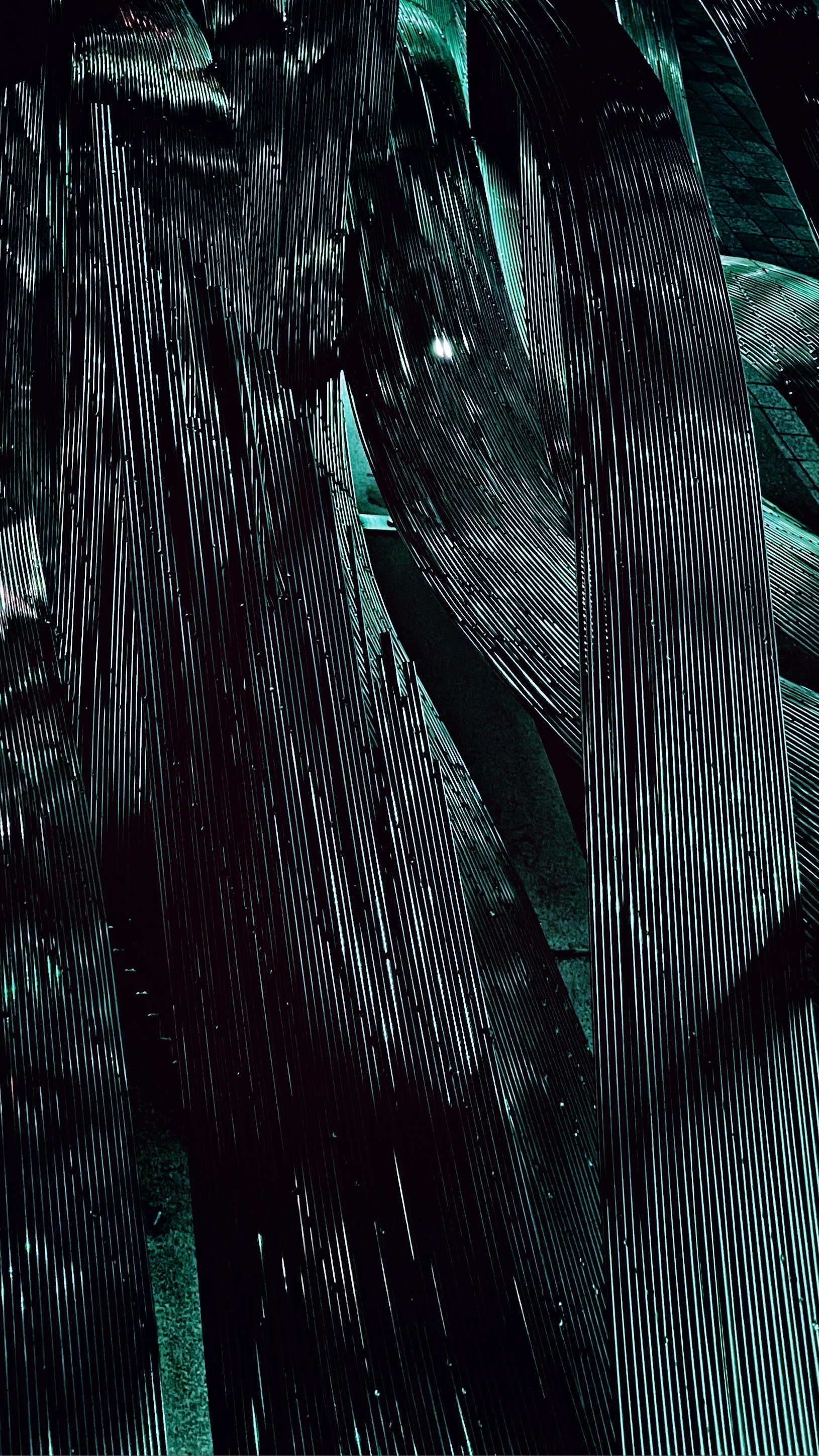 Close-up of dark green and black tropical leaves with glossy texture and prominent veins.