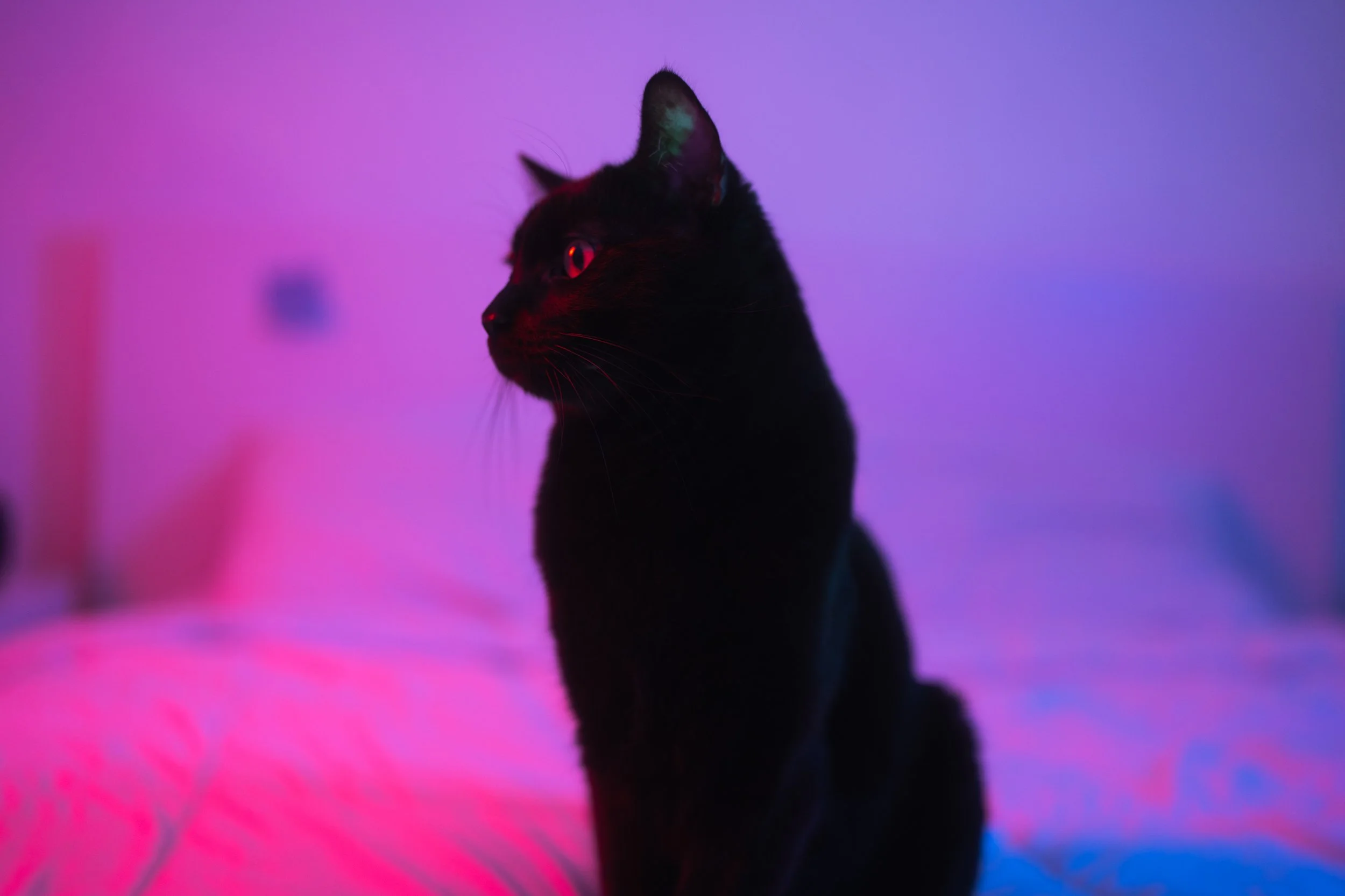 studio sakamoto's mascot