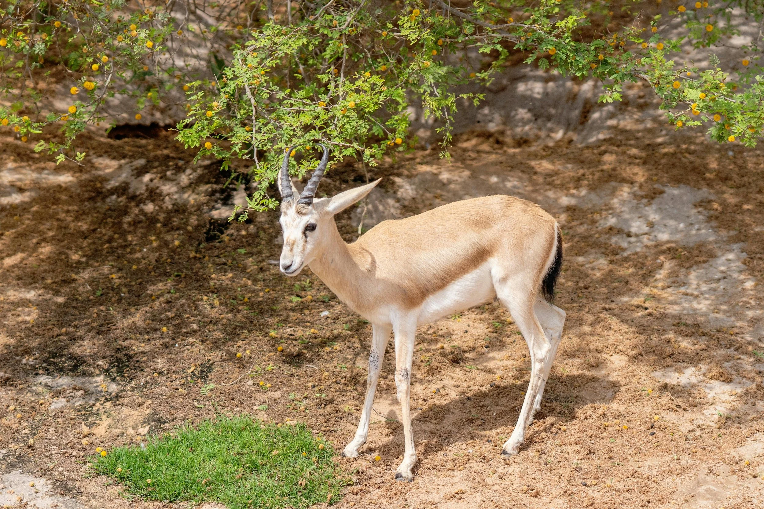 아부다비(Abu Dhabi), 그 이름에 담긴 푸른 전설