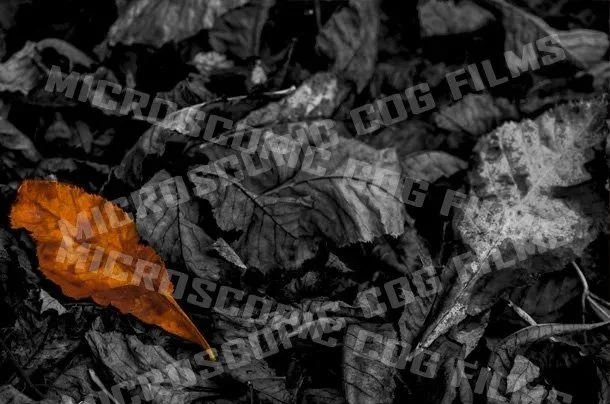 Exclusion by Rob Perrett