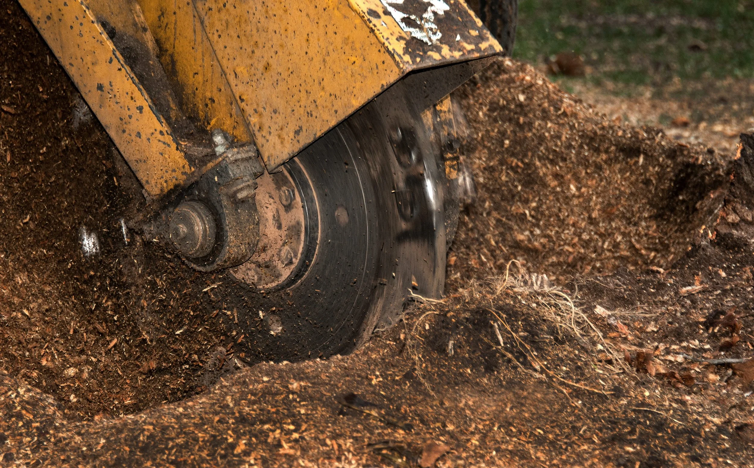 Ground-down tree stump with wood chips left in a yard