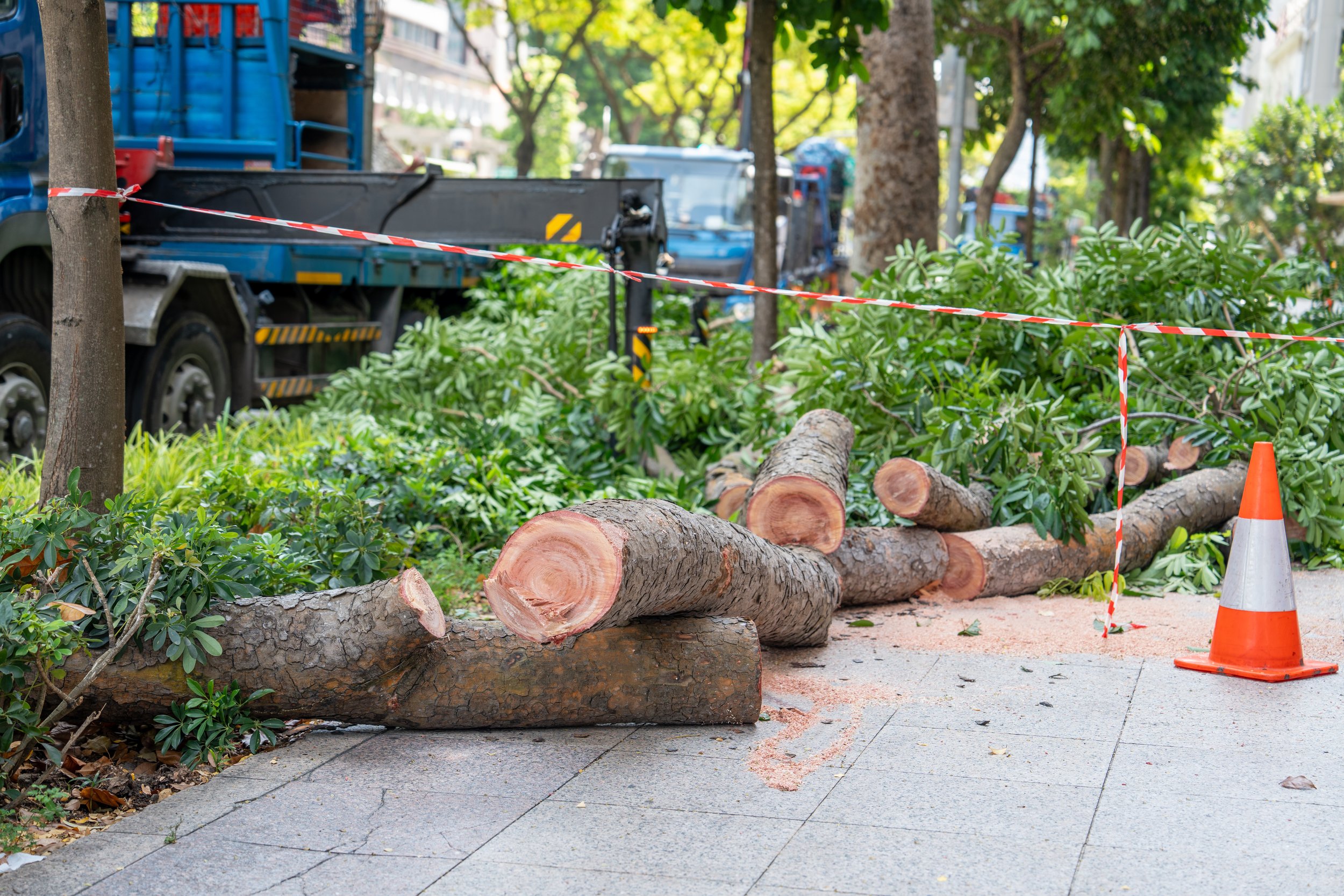 Tree trimmed on a commercial property, with wood stacked on the sidewalk