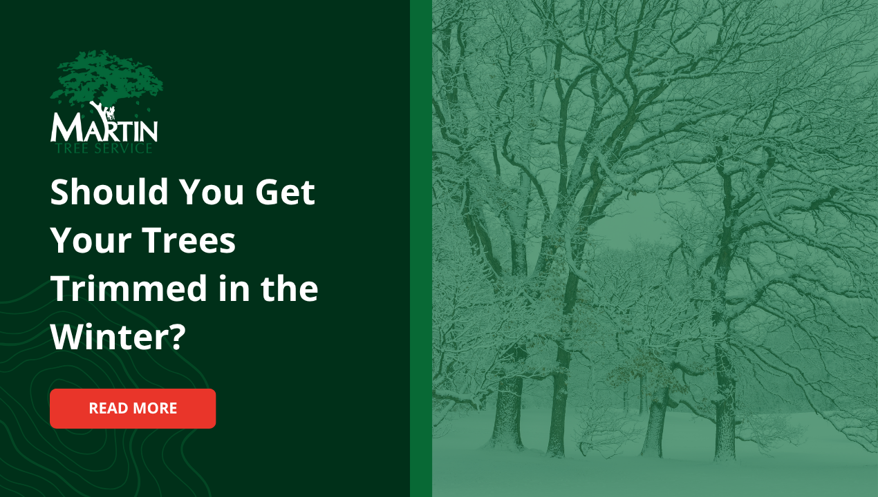 Should You Get Your Trees Trimmed in the Winter?