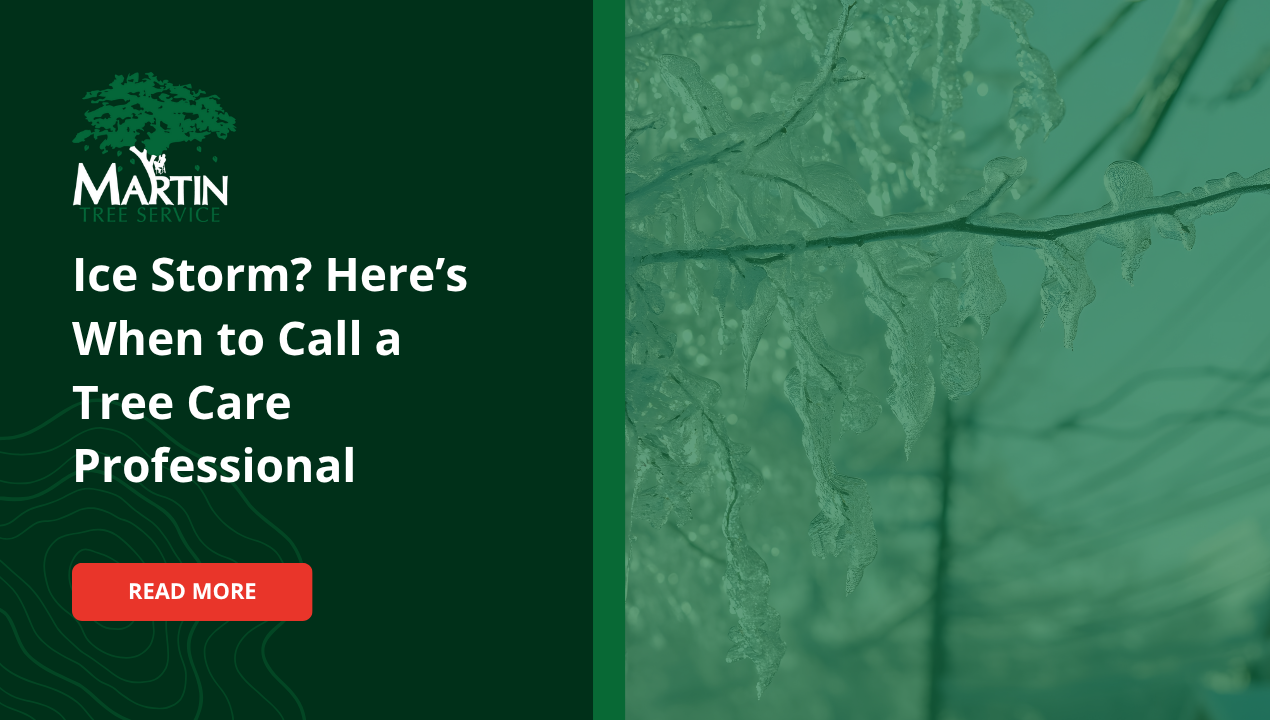 Ice Storm? Here’s When to Call a Tree Care Professional