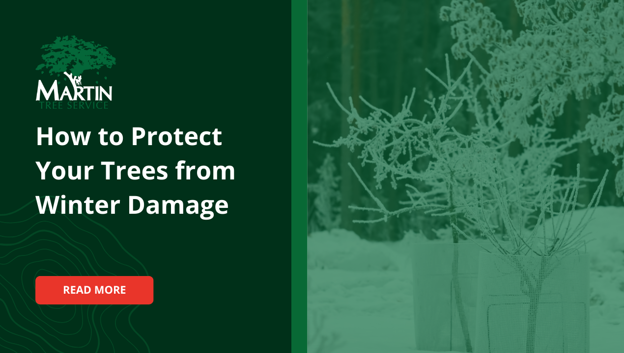 How to Protect Your Trees from Winter Damage