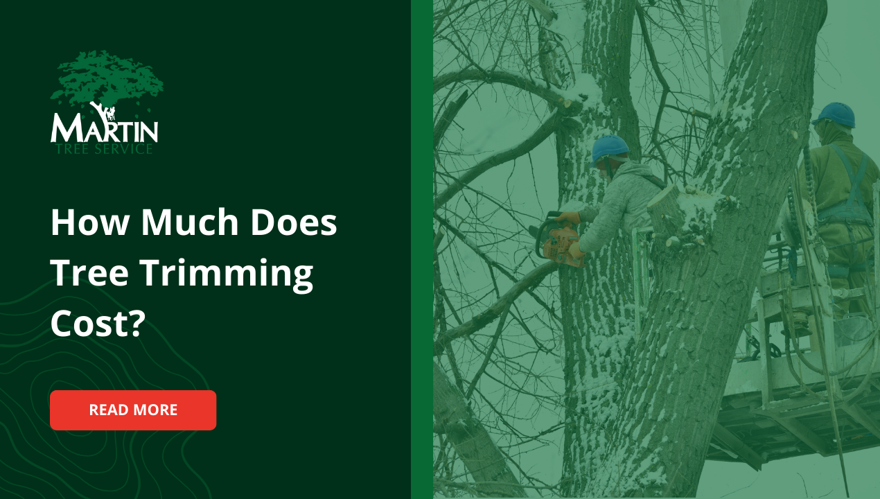 How Much Does Tree Trimming Cost? Understanding the Factors That Affect Pricing