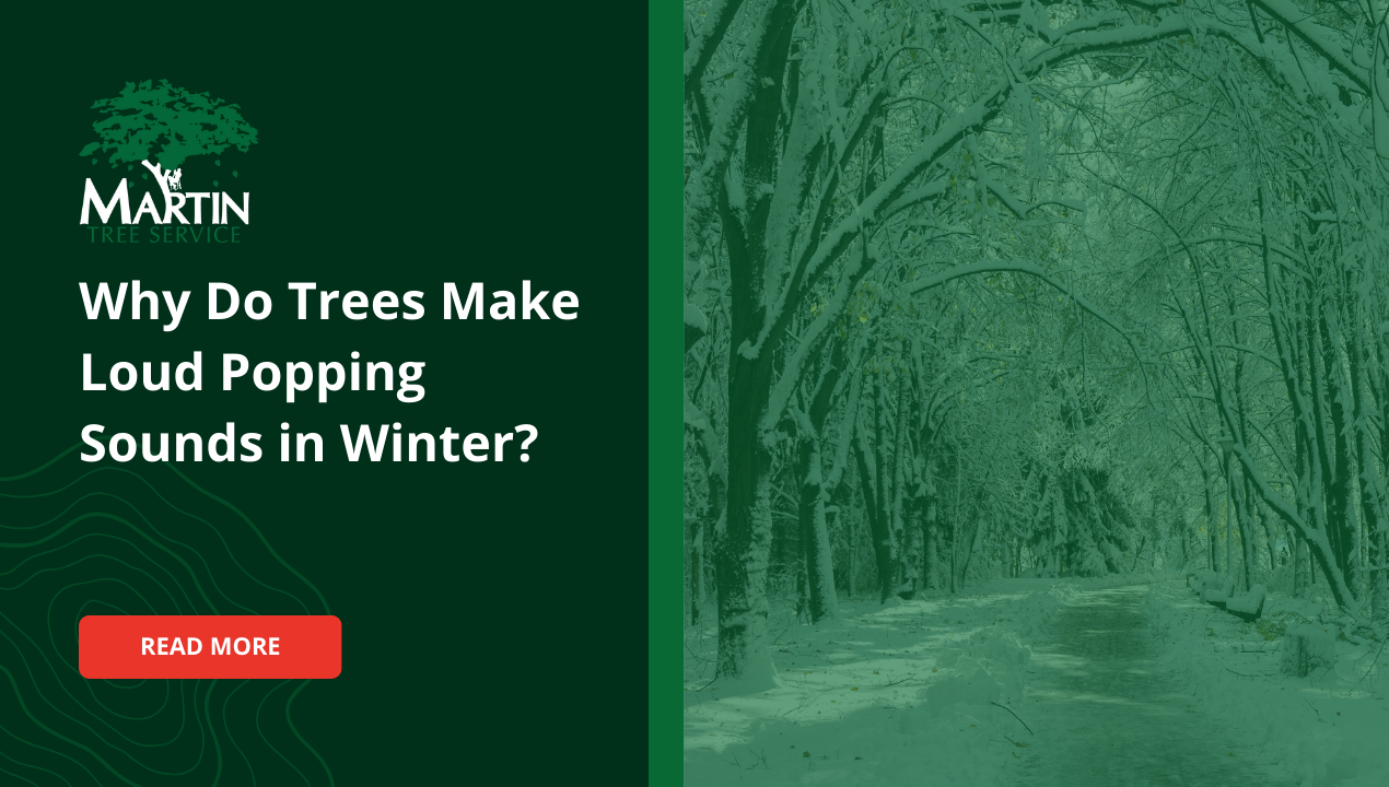 Why Do Trees Make Loud Popping Sounds in Winter?