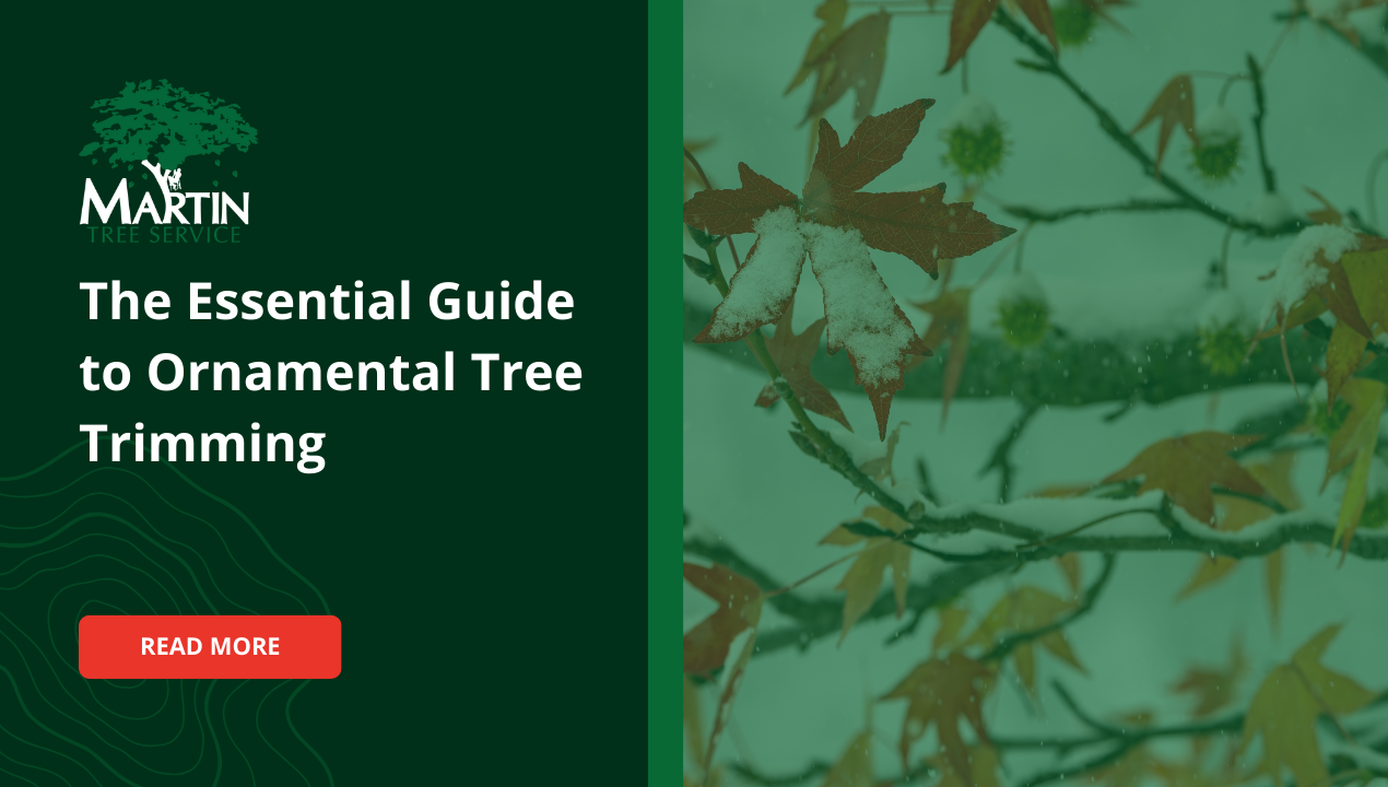The Essential Guide to Ornamental Tree Trimming