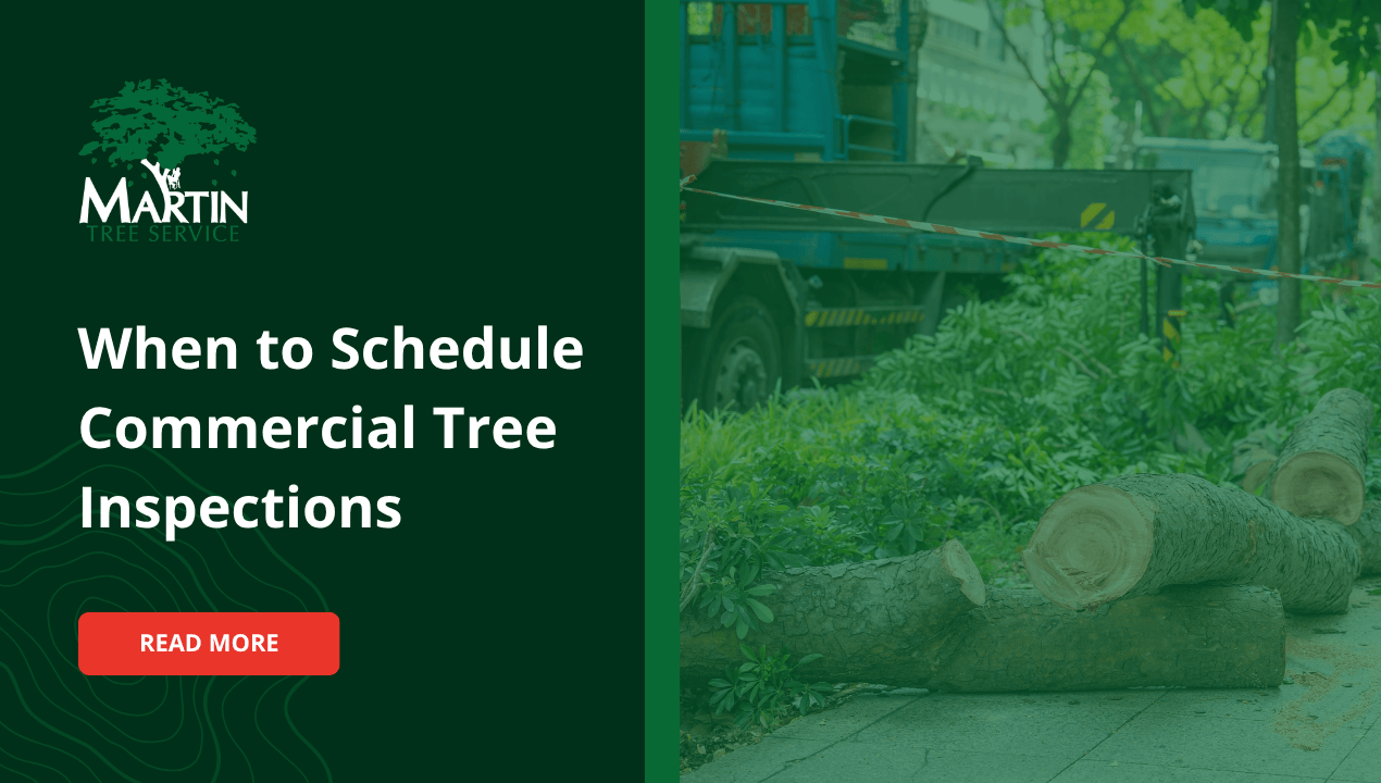 When to Schedule Commercial Tree Inspections
