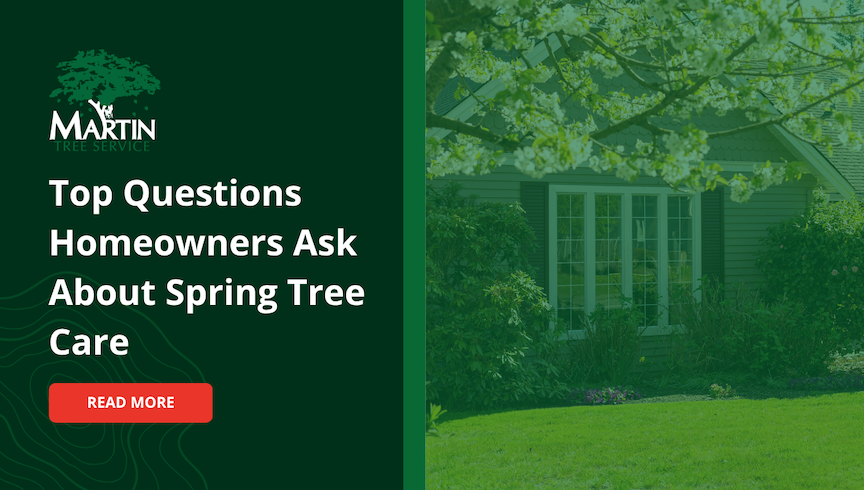 Top Questions Homeowners Ask About Spring Tree Care