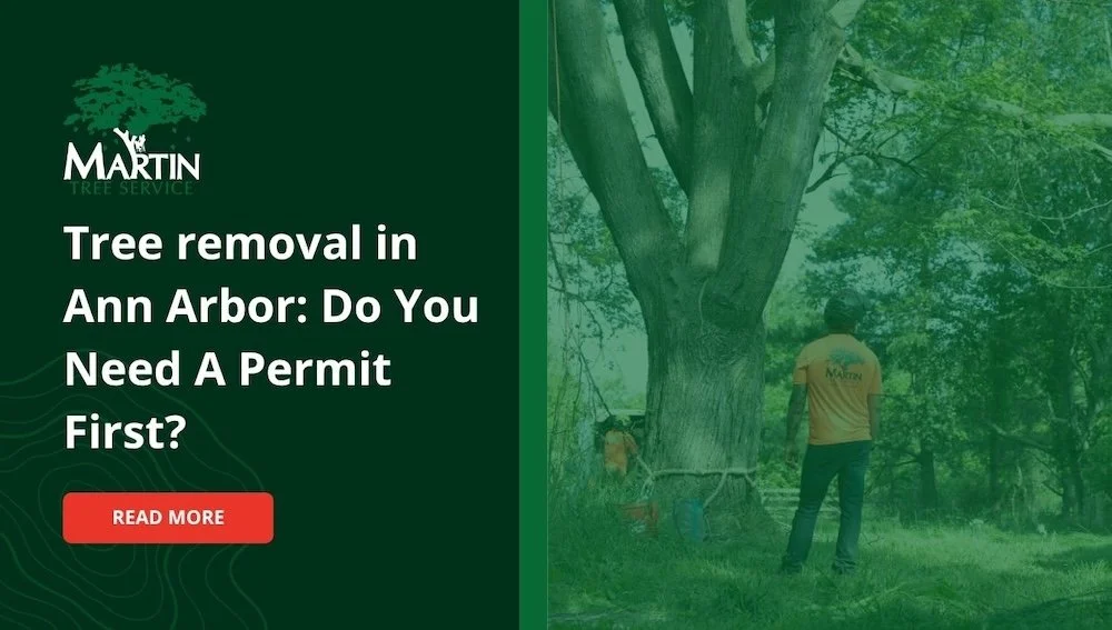 Tree Removal in Ann Arbor: Do You Need a Permit First?