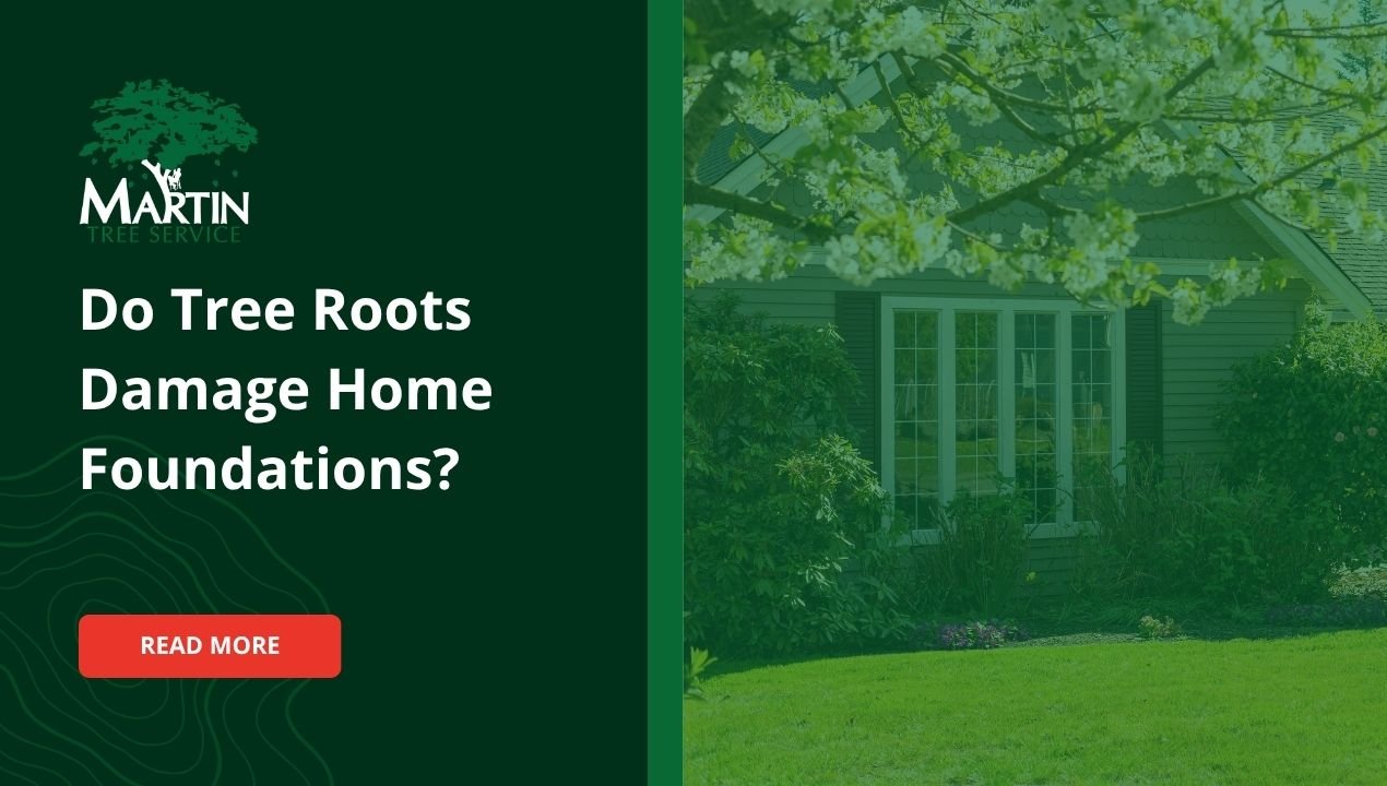 Do Tree Roots Damage Your Home’s Foundation?