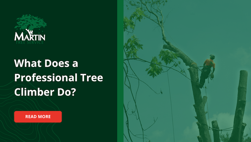 What Does a Professional Tree Climber Do?